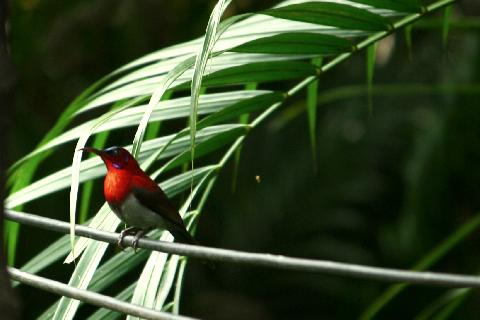 Birds in Goa - Download Goa Photos